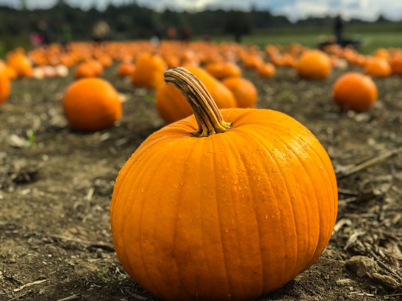 orange pumpkin on field