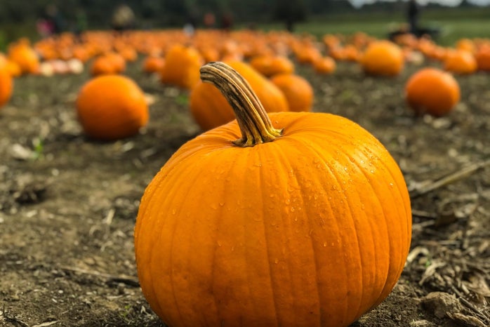 pumpkin patch by Marius Ciocirlan?width=698&height=466&fit=crop&auto=webp