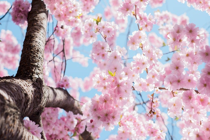 Japanese cherry blossoms by Arno Smit?width=698&height=466&fit=crop&auto=webp