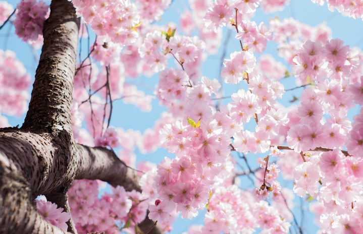 Japanese cherry blossoms by Arno Smit?width=719&height=464&fit=crop&auto=webp