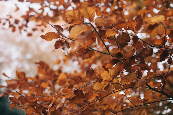 tree with orange and brown leaves