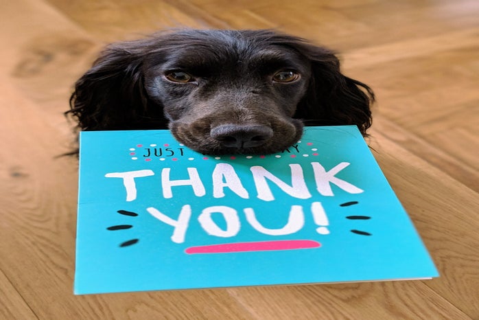 thank you and dog by Unsplash?width=698&height=466&fit=crop&auto=webp