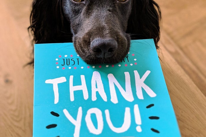 thank you and dog by Unsplash?width=698&height=466&fit=crop&auto=webp