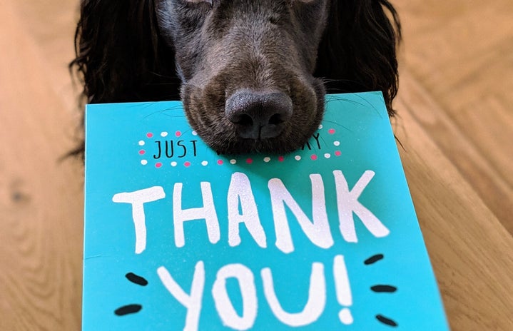 thank you and dog by Unsplash?width=719&height=464&fit=crop&auto=webp