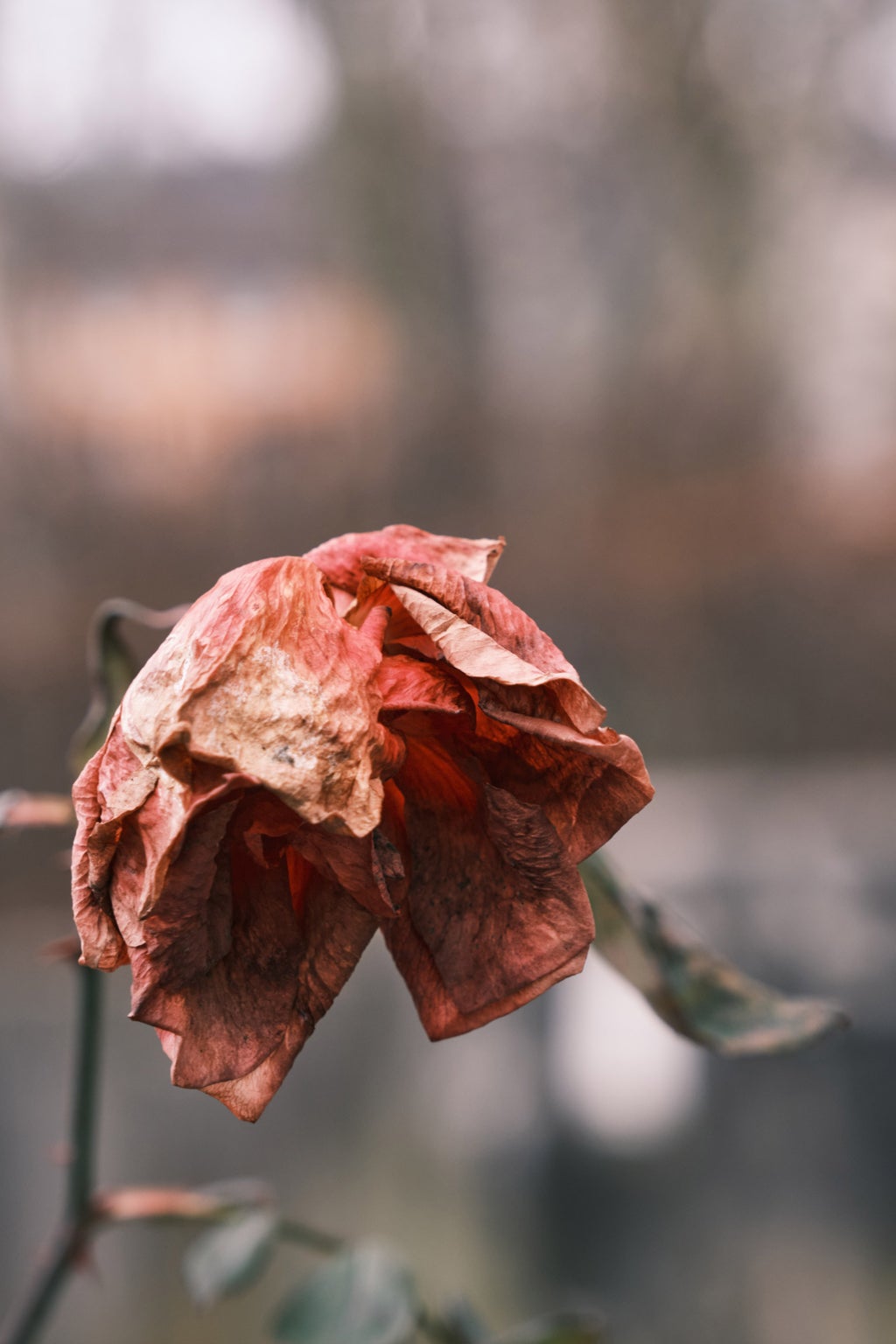 red winter rose