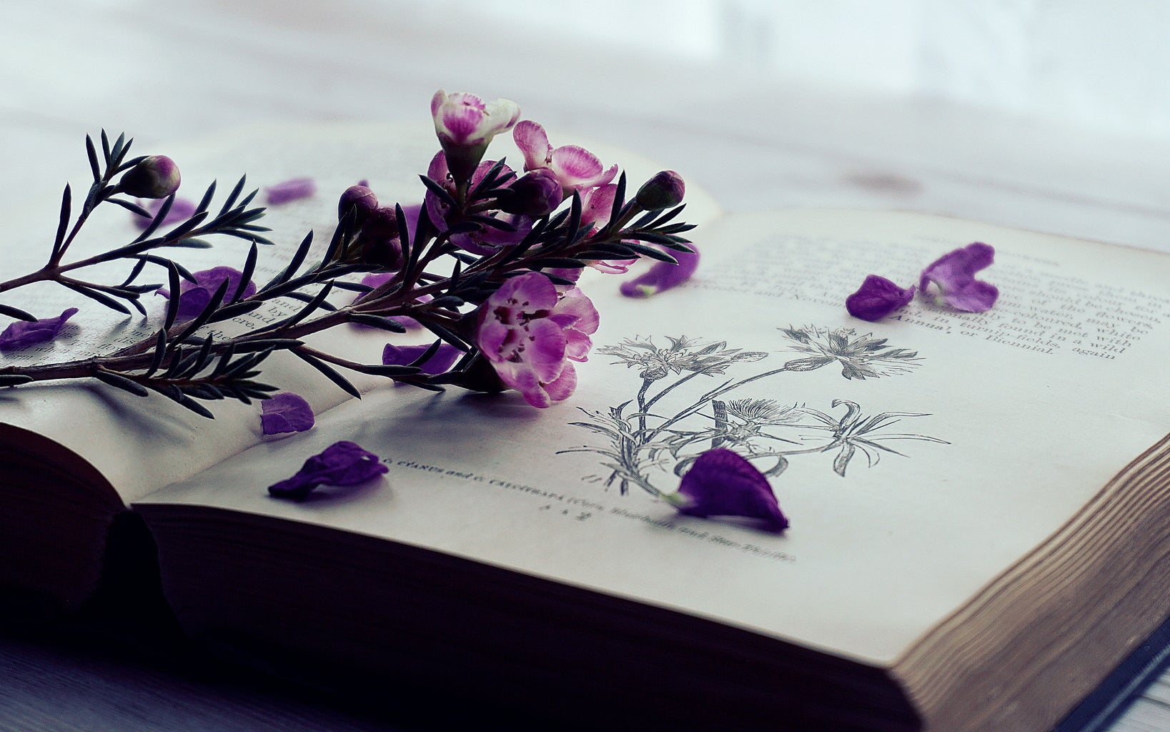 purple flowers and petals laying on open book