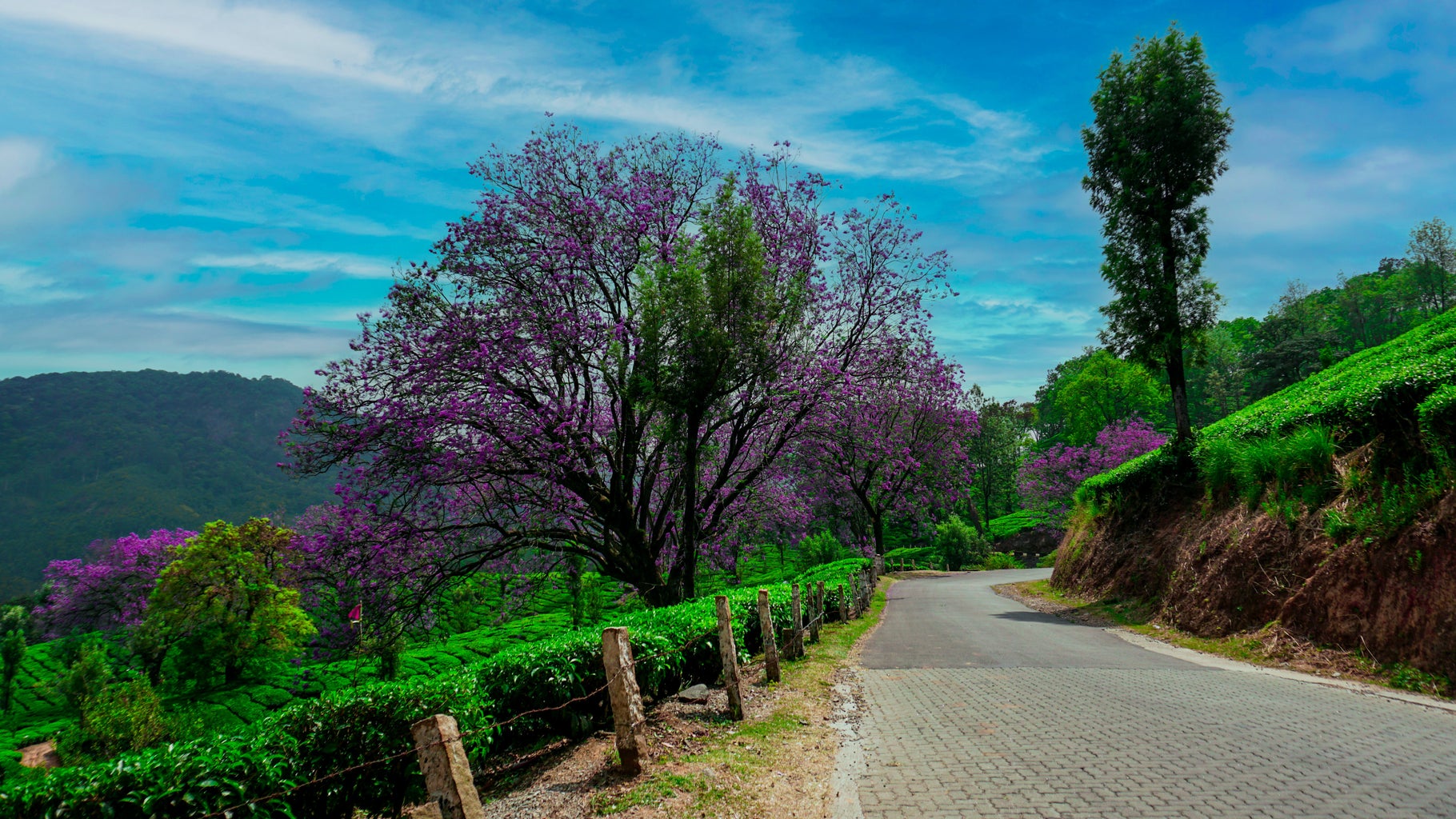 A photo of a blossoming tree and greenery in Munnar, Kerala, India