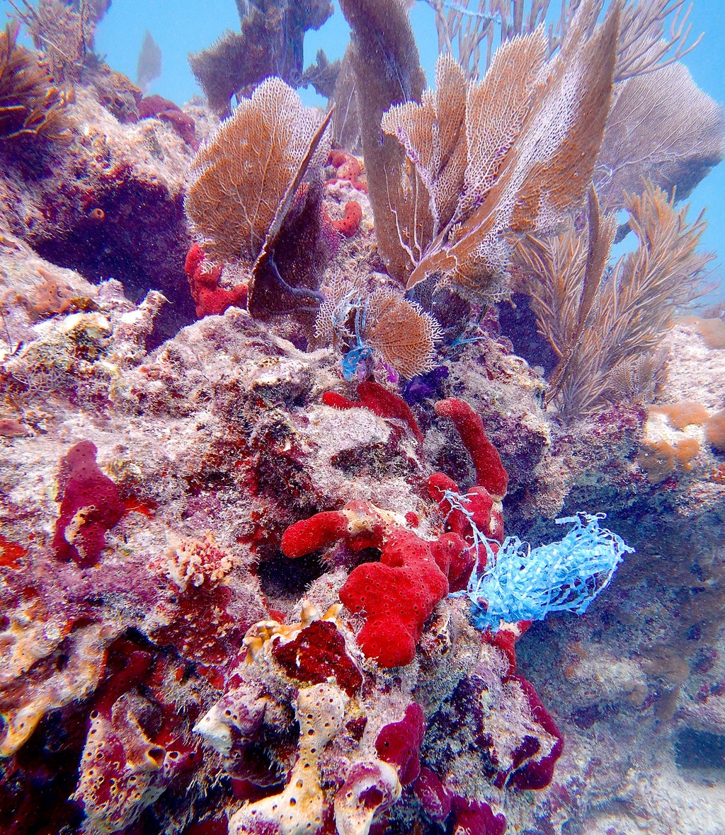 Vertical oriented photo of corals with a piece of blue trash on it. Taken in Key Largo, FL.