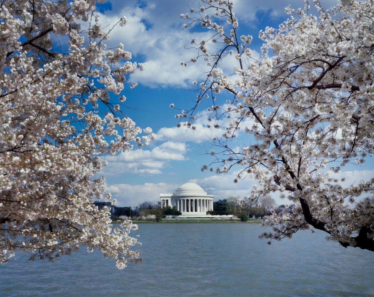 Cherry blossoms with Jefferson Memorial in the background