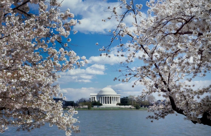 Cherry blossoms with Jefferson Memorial in the background
