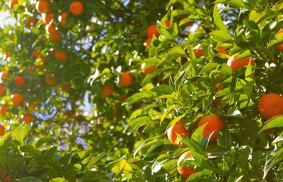 orange tree under a sunny sky