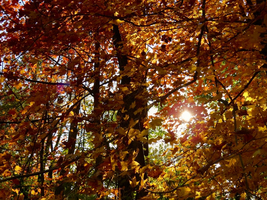 sun shining through orange leaves in the fall