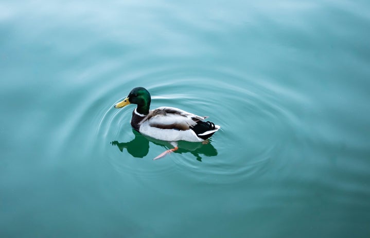 mallard duck by Cristina Lacoangeli?width=719&height=464&fit=crop&auto=webp