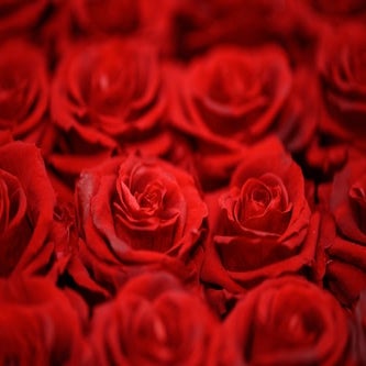 Pile of Roses Bachelorette