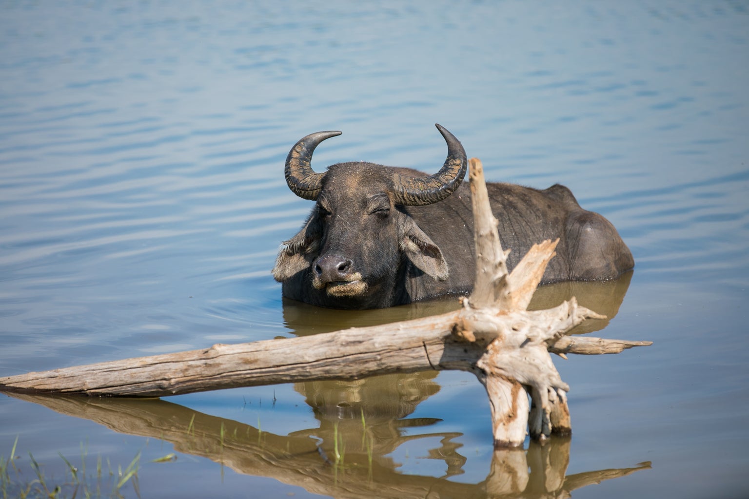 Water buffalo swimming, Sri Lanka.
