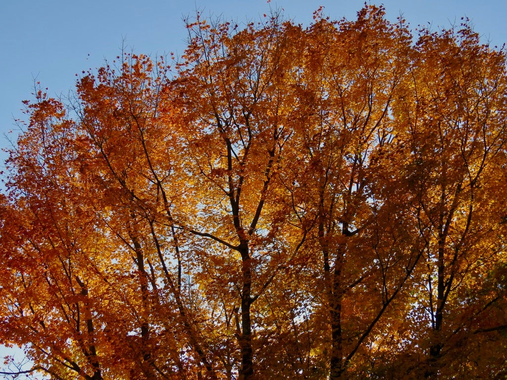 orange leaves on a tree in the fall illuminated by the sun