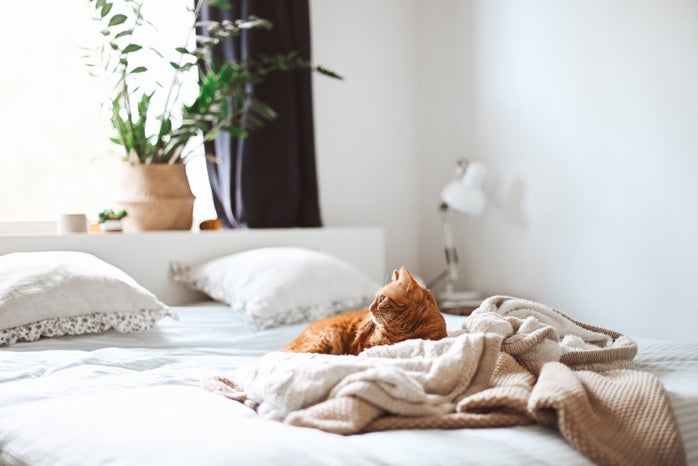 cat lying in bed Bed by Gaelle Marcel on Unsplash?width=698&height=466&fit=crop&auto=webp