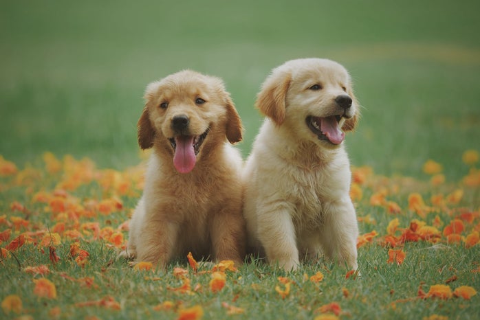 dogs 1jpg by Chevanon Photography?width=698&height=466&fit=crop&auto=webp