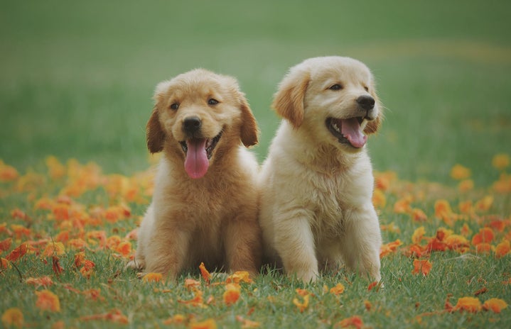 dogs 1jpg by Chevanon Photography?width=719&height=464&fit=crop&auto=webp