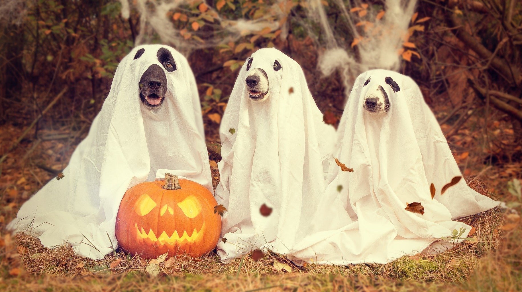 dog ghost halloween costumes