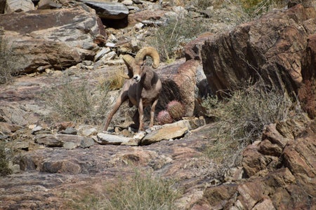 Peninsular Bighorn Sheep, Borrego Palm Canyon Trail