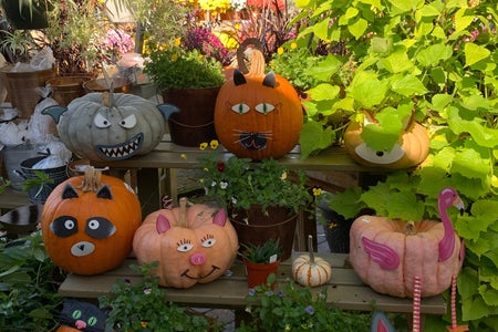Pumpkins with animal faces on them