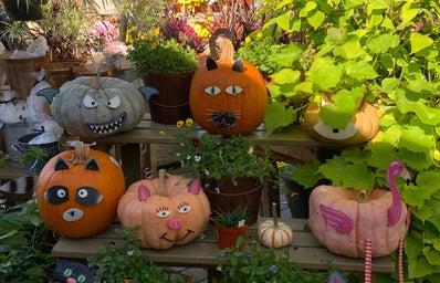 Pumpkins with animal faces on them