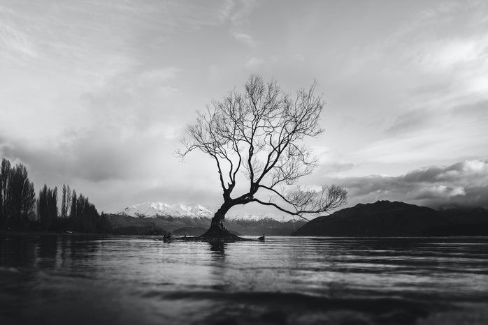 greyscale image of a tree in water