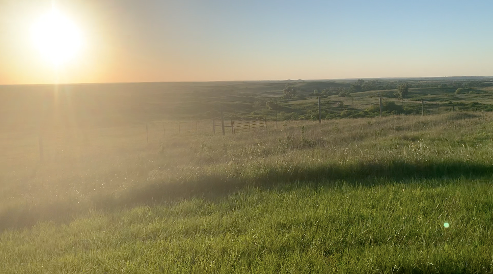 sunny field