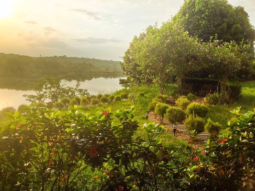 Landscape of trees and rainforest in Manaus, Brazil