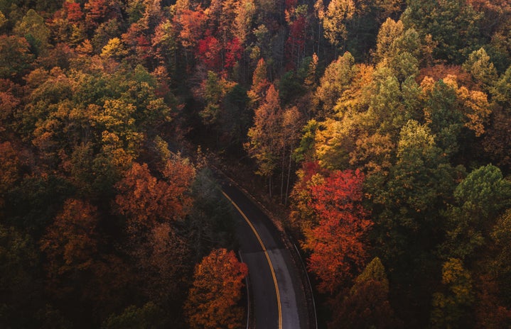 fall trees and road by Chad Madden?width=719&height=464&fit=crop&auto=webp