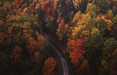 fall trees and road