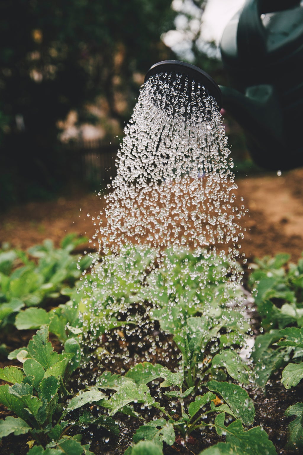 Watering plants in a garden