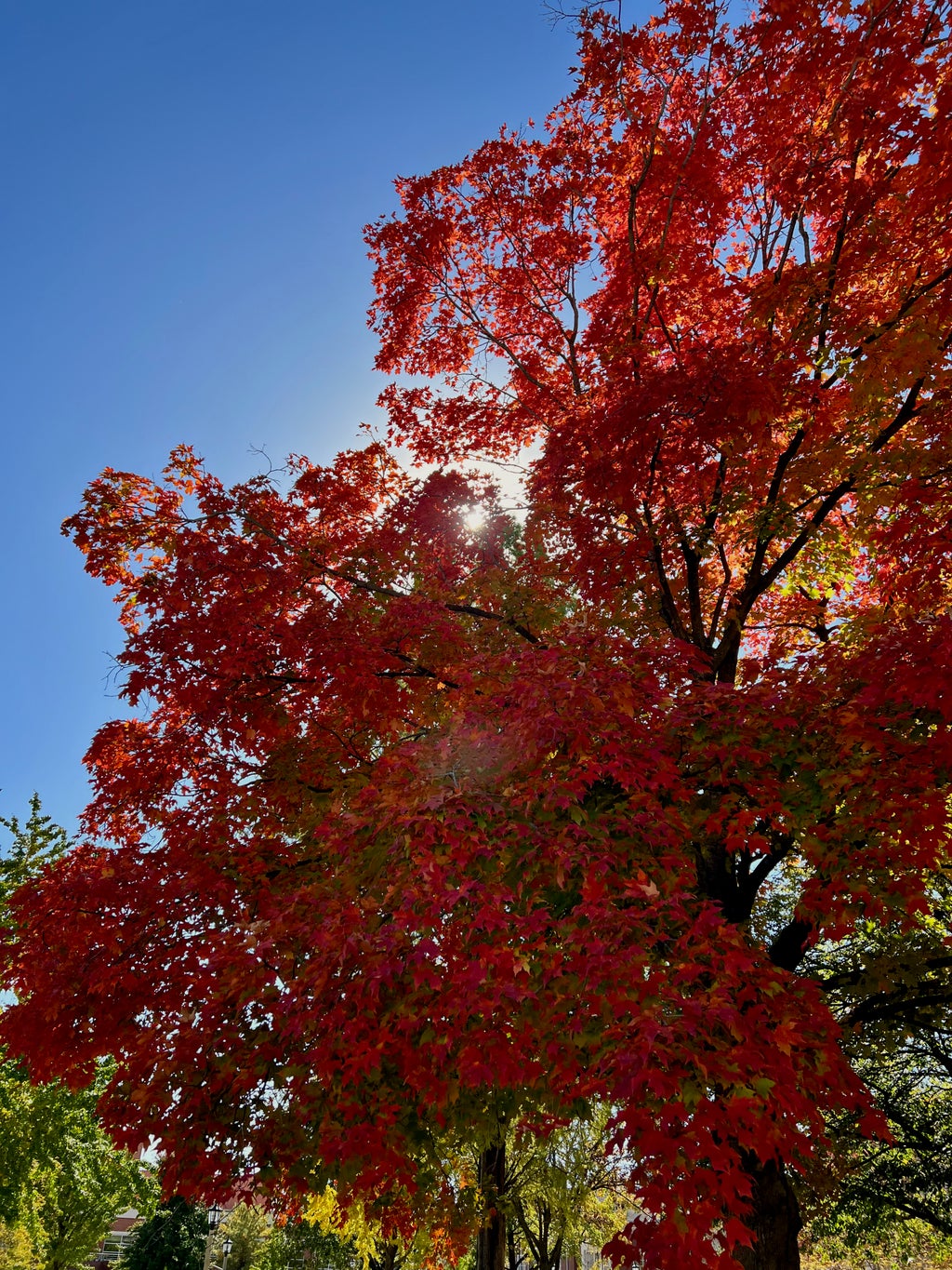 red leaves on a tree in the fall