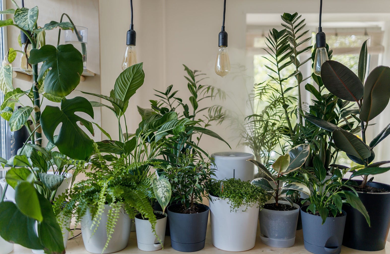 Row of potted plants