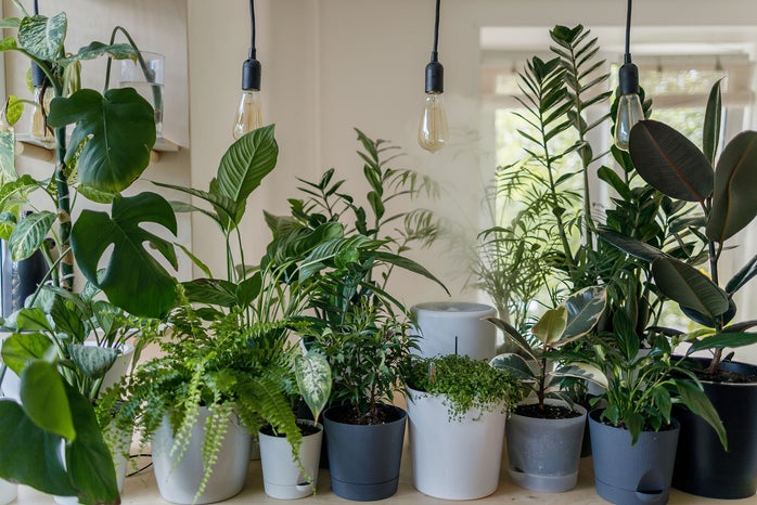 Row of potted plants