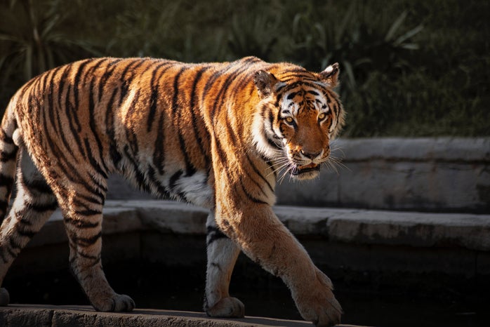 A tiger walking