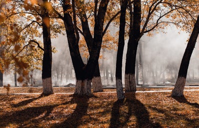 Photo of trees in Fall time, with fog, and leaves different colors