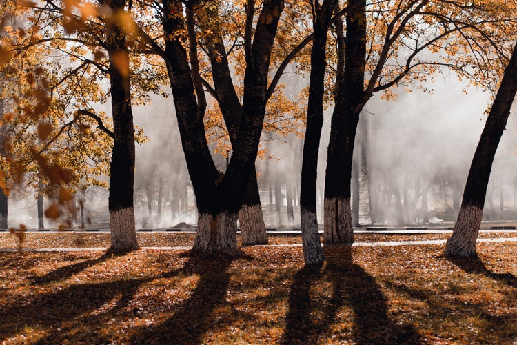 Photo of trees in Fall time, with fog, and leaves different colors