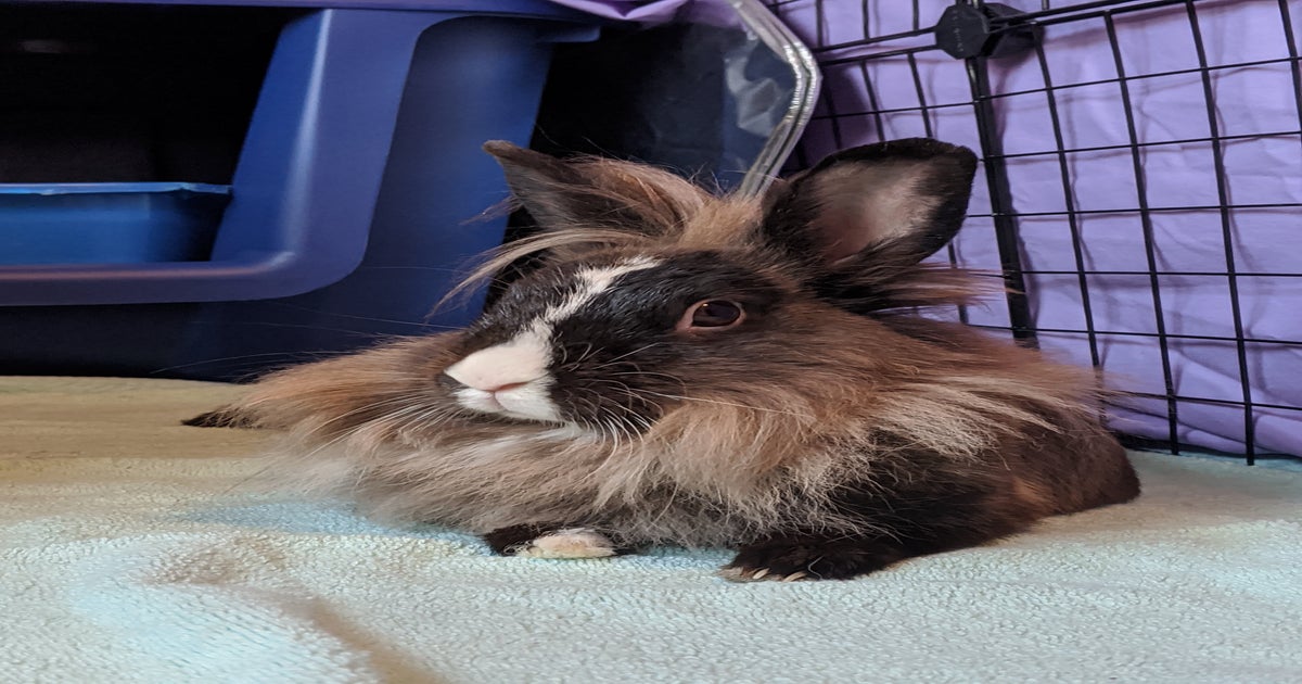 Living with 2 Rabbits and a Parrot in 1 Room (TL;DR : Stinky and Noisy)