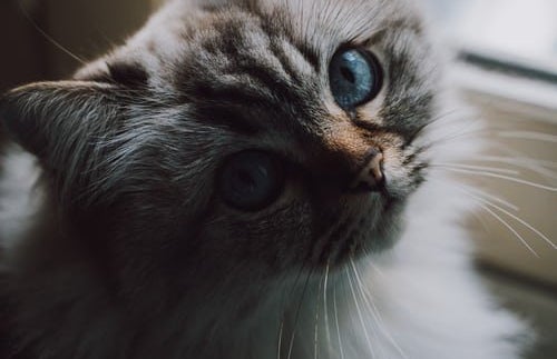blue eyed cat aesthetic