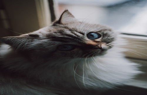 blue eyed cat aestheticjpg by Unsplash?width=719&height=464&fit=crop&auto=webp
