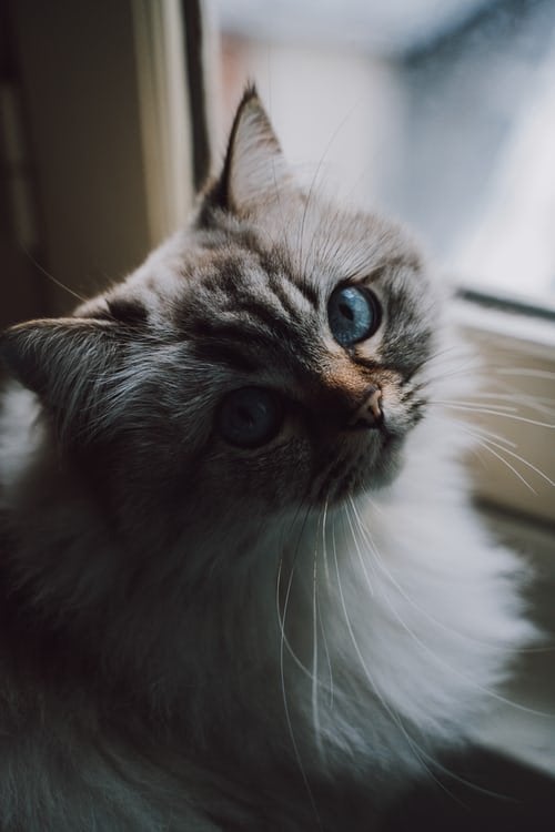 blue eyed cat aesthetic