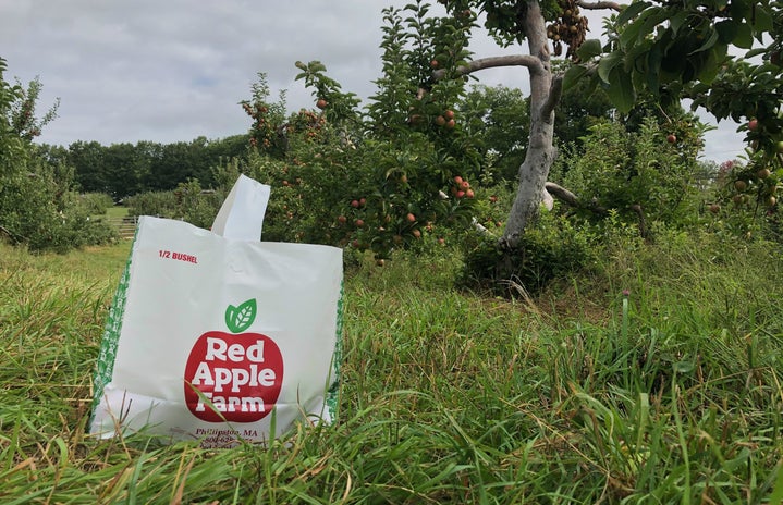 bag of apples in the orchard