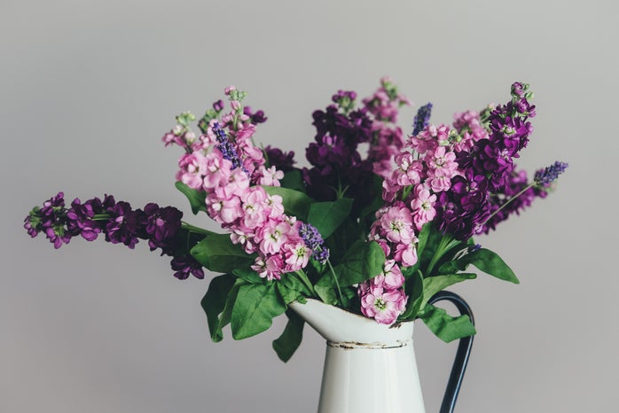 flowers purple unsplash?width=698&height=466&fit=crop&auto=webp