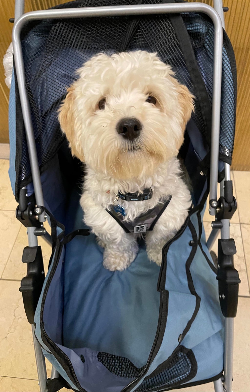 Dog sitting in a stroller