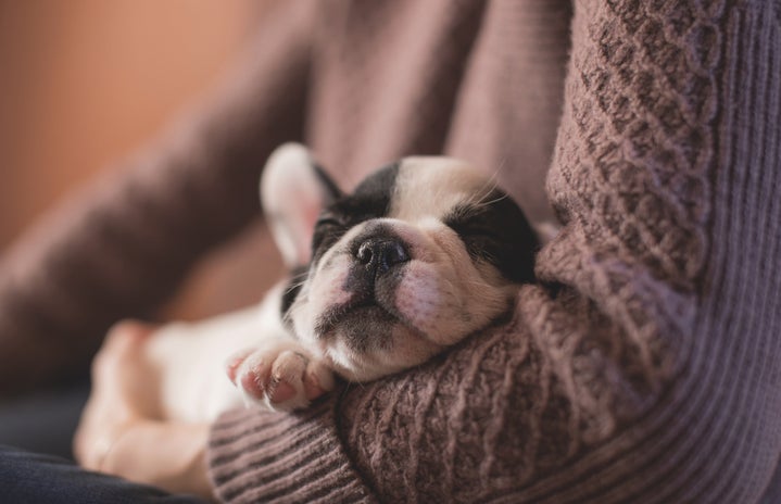 puppy sleeping in arms by Unsplash?width=719&height=464&fit=crop&auto=webp