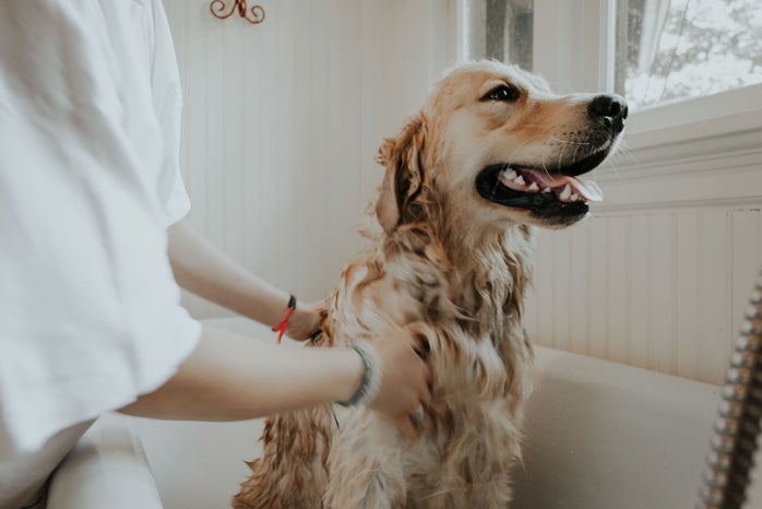 A person washing their dog in the bath.
