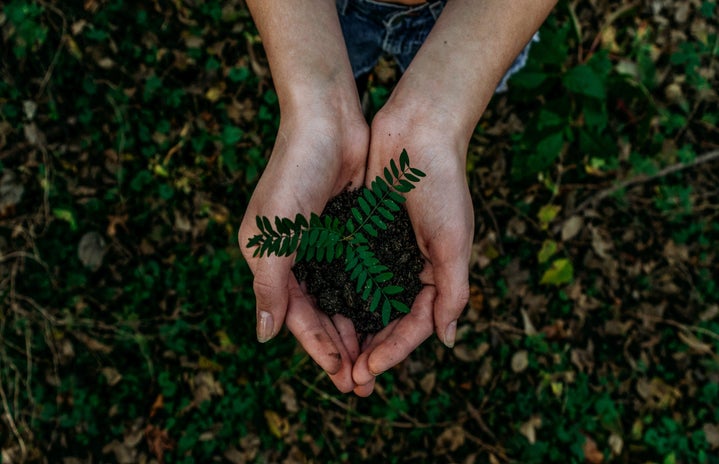 hands holding a plant by Noah Buscher from Unsplash?width=719&height=464&fit=crop&auto=webp