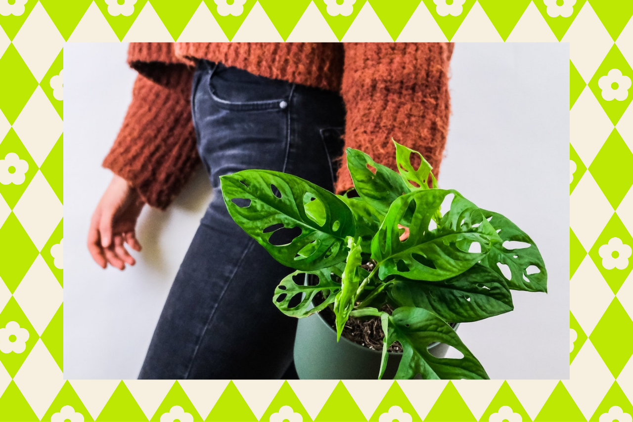 easiest houseplants to keep alive?width=1024&height=1024&fit=cover&auto=webp